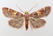 Nombran una nueva especie de polilla en honor al papa León XIV