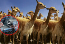 Perú aprueba uso de IA para proteger a la vicuña de caza furtiva