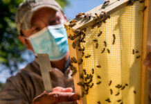 ¿Por qué las abejas son importantes para la seguridad alimentaria en América Latina?
