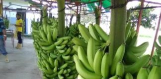 Productores en Trujillo desarrollan estrategias para la exportación de banano