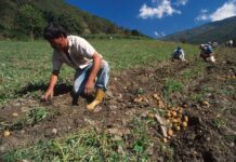 Productores merideños mantienen distribución pese a daños en 94 puntos viales