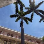 Realizan tratamientos fitosanitarios para preservar paisajismo en la UCV