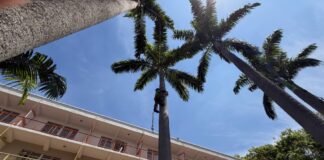 Realizan tratamientos fitosanitarios para preservar paisajismo en la UCV