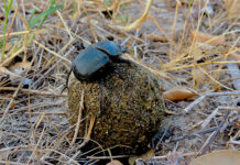 Registran 62 especies de escarabajos que se alimentan de excremento en Amazonía de Ecuador