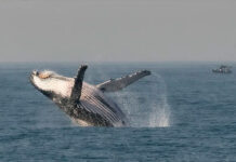 Registran récord de viaje de dos ballenas jorobadas entre Australia y Brasil
