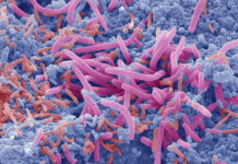 Relacionan un microorganismo intestinal con un metabolismo de la glucosa más saludable