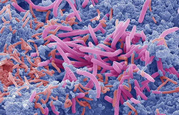 Relacionan un microorganismo intestinal con un metabolismo de la glucosa más saludable