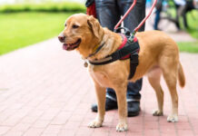 Solo el 60% de los perros guía completa su entrenamiento