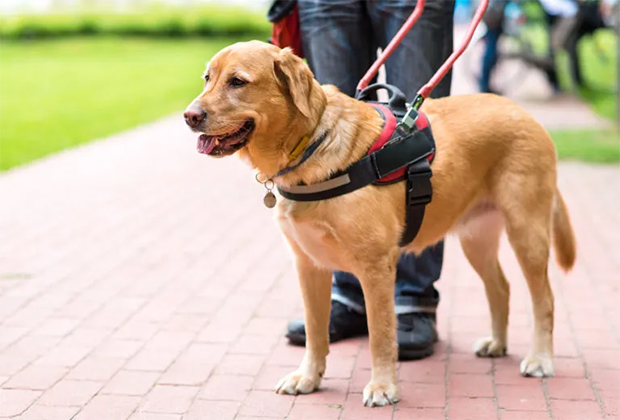 Solo el 60% de los perros guía completa su entrenamiento