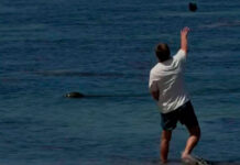 Turista es arrestado por lanzar una roca a la cabeza de una foca en Hawái