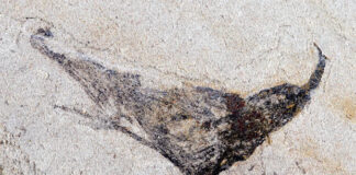 Un yacimiento fósil excepcional arroja luz sobre el origen de la vida animal compleja