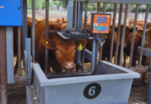 Modernizarán unidades de producción pecuaria con tecnologías avanzadas