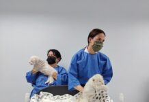 Leoncitos blanco de Timbavati ganan entre 60 y 80 gramos diariamente