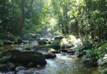 Biólogo detalla cambios en los bosques venezolanos