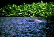 Cacería y captura incidental amenazan a los delfines de río en la Amazonía de Ecuador