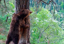 Capturan a un oso en Japón tras dos días con casi 100 escuelas cerradas