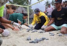 Carabobo celebra el nacimiento de 49 tortugas Cardón en las costas de Patanemo