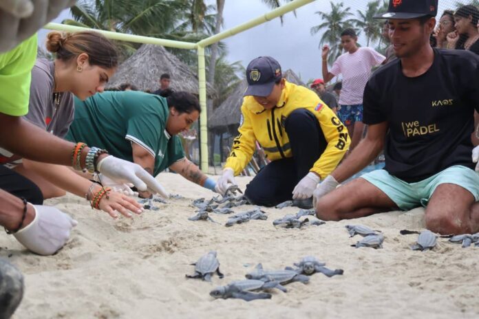 Carabobo celebra el nacimiento de 49 tortugas Cardón en las costas de Patanemo