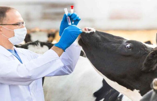 Certificación de fiebre aftosa y censo ganadero na