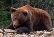 Ciudad japonesa ordena cerrar casi 100 escuelas tras múltiples avistamientos de oso