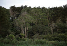 Crean una alianza internacional de centros forestales para combatir el cambio climático