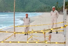Cuyagua y Choroní se convierten en santuarios de desove de tortugas
