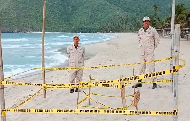 Cuyagua-y-Choroní-se-convierten-en-santuarios-de-desove-de-tortugas