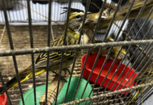 Demanda de mascotas exóticas dispara el tráfico ilegal de reptiles y aves en Latinoamérica