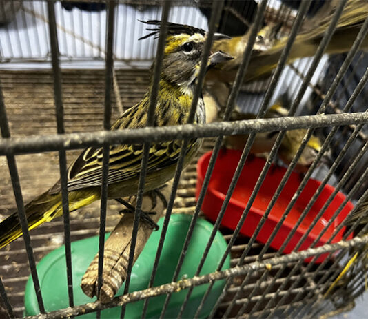 Demanda de mascotas exóticas dispara el tráfico ilegal de reptiles y aves en Latinoamérica