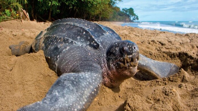 Denuncian vehículos en zona de desove de tortugas