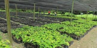 Desarrollan propagación in vitro de plantas de cacao en el sector agrícola