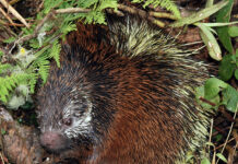 Describen una nueva especie de puercoespín en el Parque Nacional Sangay de Ecuador