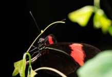 Descubren el secreto de la longevidad de las mariposas Heliconius