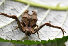 Descubren en Ecuador 2 especies de arañas cangrejo y nombran una en honor a Angelina Jolie