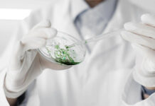 Descubren la manikomicina, un prometedor antibiótico que elimina bacterias resistentes