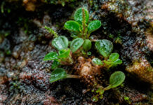 Descubren una nueva especie de planta en un río de Colombia que crece oculta entre rocas