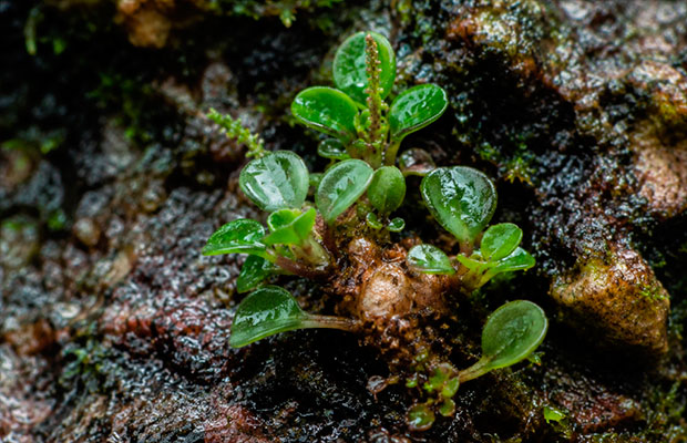 Descubren-una-nueva-especie-de-planta