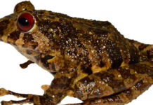 Descubren una nueva especie de rana terrestre en cordillera de Ecuador fronteriza con Perú