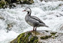 Destrucción de ecosistemas andinos pone en peligro al Pato de Torrentes
