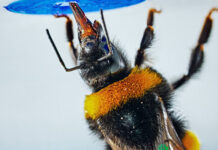 El abejorro se convierte en el primer insecto en resolver problemas complejos