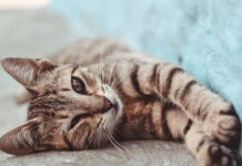 ¿El color del pelaje define el carácter de los gatos?