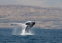 El misterio de las ballenas jorobadas del mar Arábigo