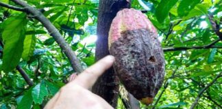 En Sucre crean primeras mesas técnicas para combatir hongo escoba de bruja