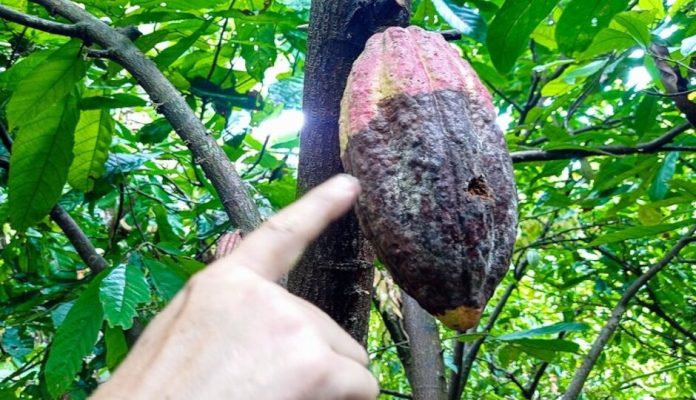En Sucre crean primeras mesas técnicas para combatir hongo e