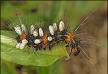 En la Tierra podría haber hasta tres veces más especies de insectos