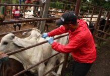 Extienden campaña de vacunación contra la fiebre aftosa hasta el 30 de junio