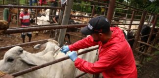 Extienden campaña de vacunación contra la fiebre aftosa hasta el 30 de junio