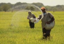 Fedeagro denuncia que importación de arroz afecta la producción nacional