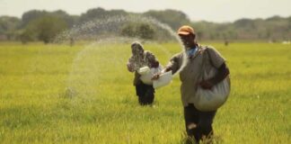 Fedeagro denuncia que importación de arroz afecta la producción nacional