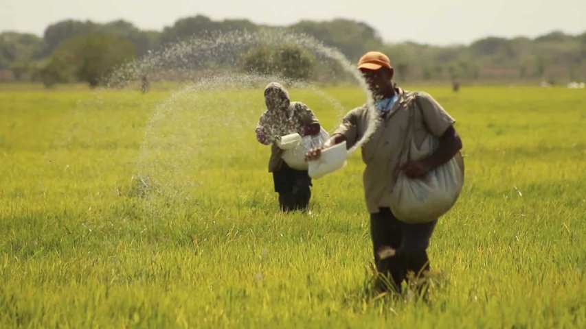 Fedeagro denuncia que importación de arroz afecta la producc